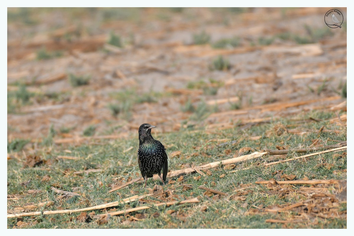 European Starling - ML615783665