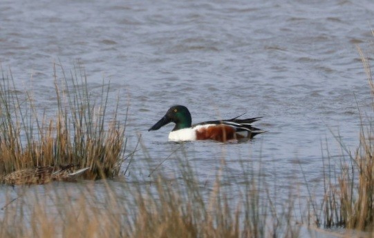 Northern Shoveler - ML615783678