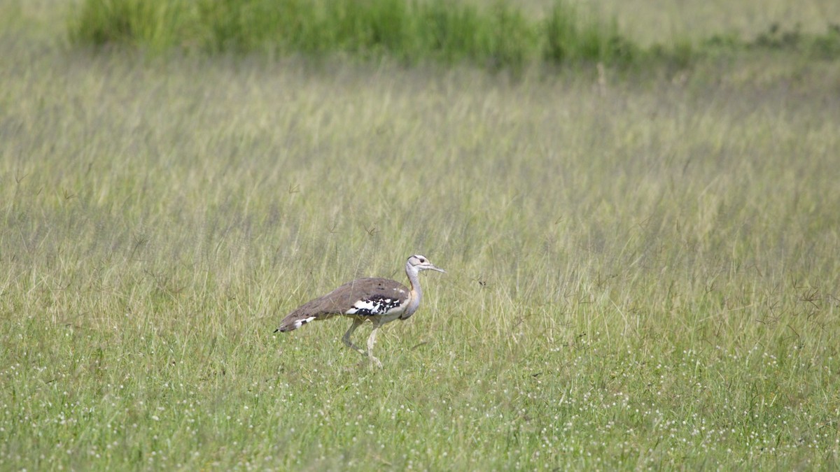 Denham's Bustard - ML615783679