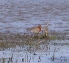 Black-tailed Godwit - ML615783692