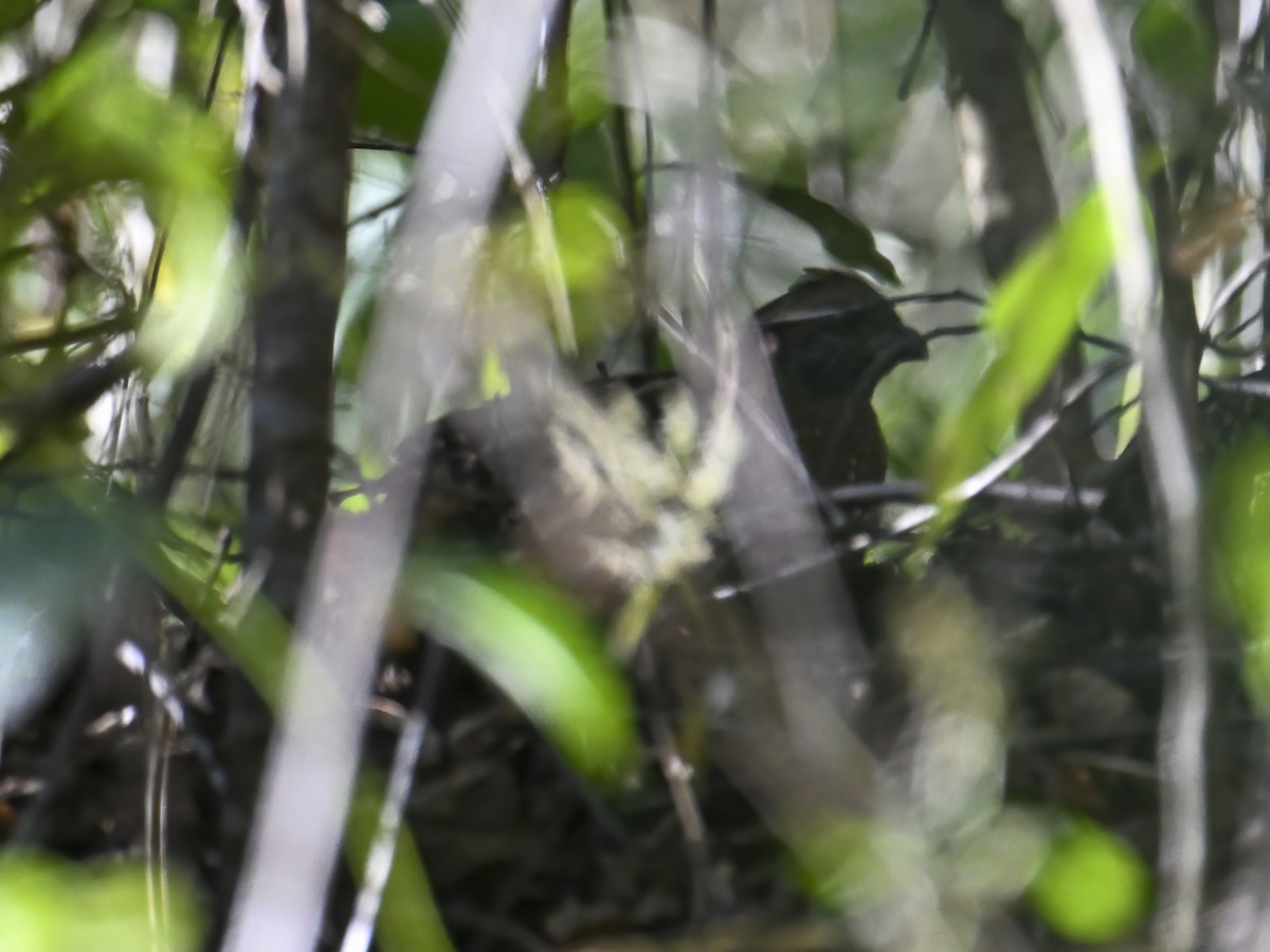 Spotted Wood-Quail - James M