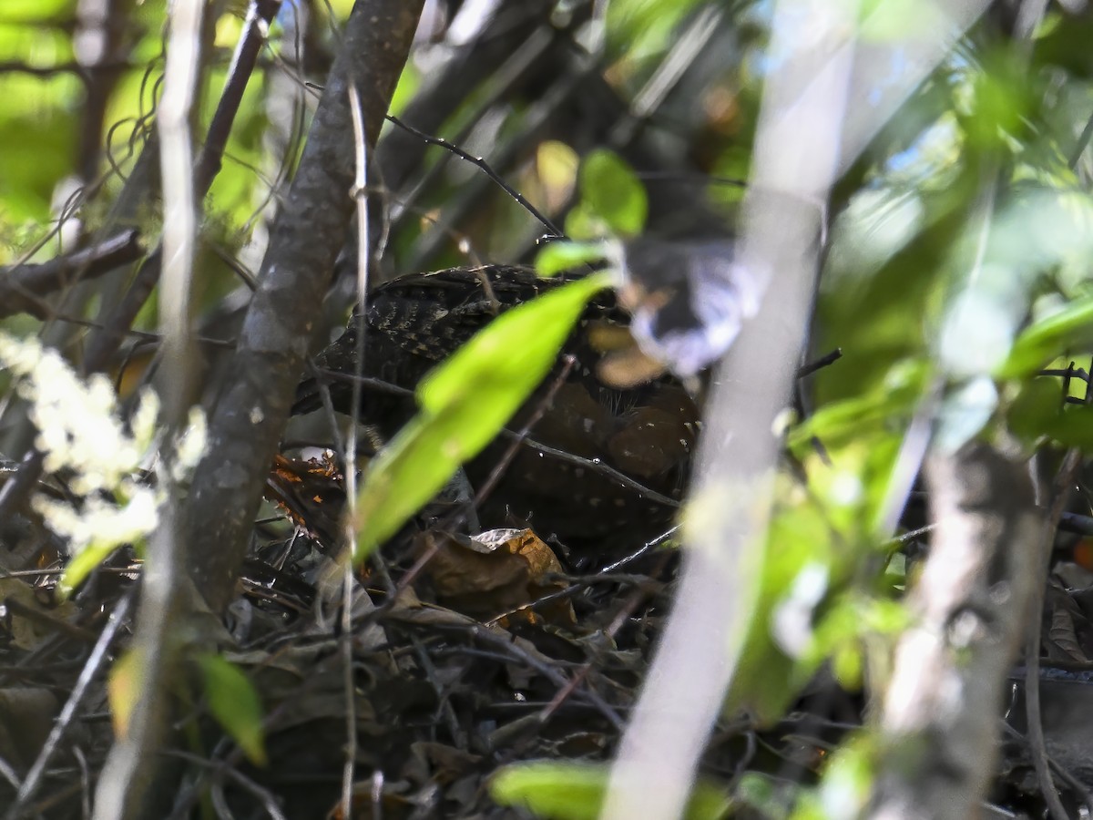 Spotted Wood-Quail - ML615783704