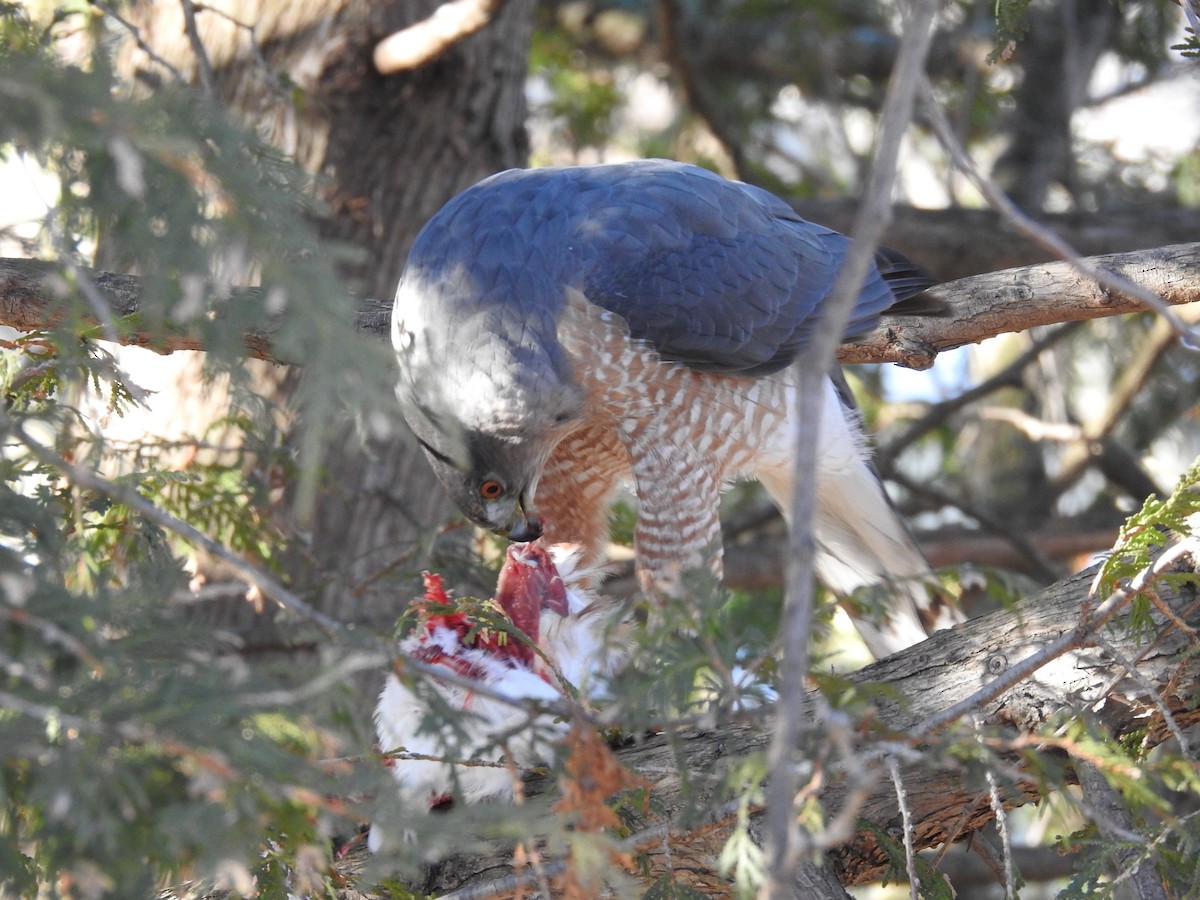 Cooper's Hawk - ML615783748