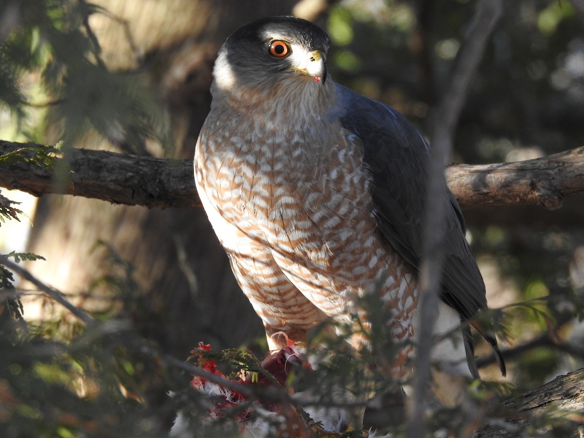 Cooper's Hawk - ML615783749