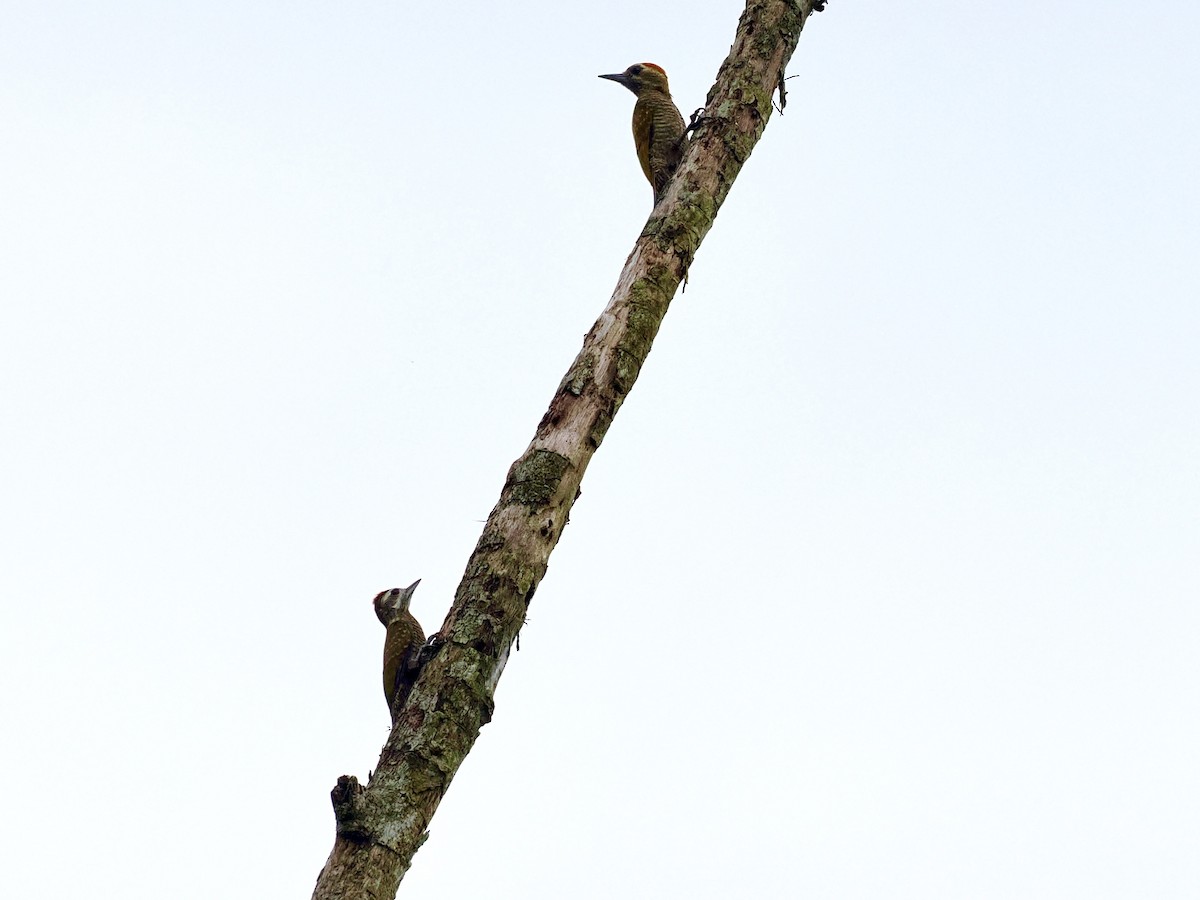 Little Woodpecker - Gabriel Willow