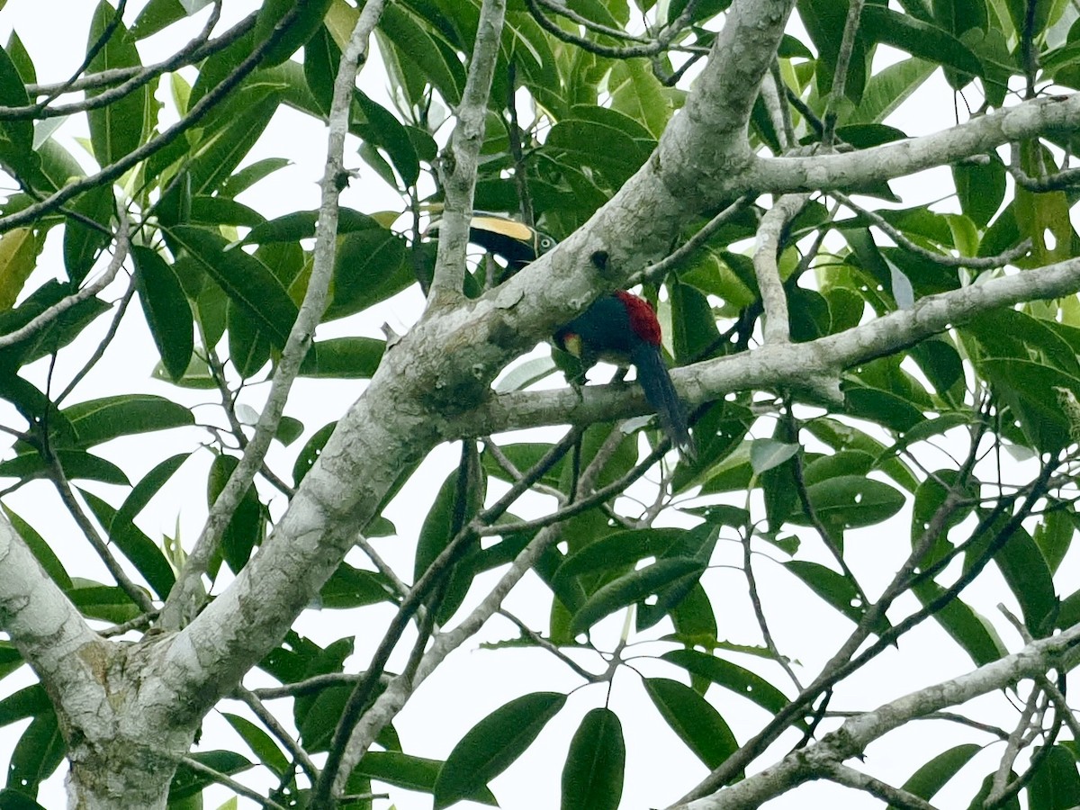 Many-banded Aracari - Gabriel Willow