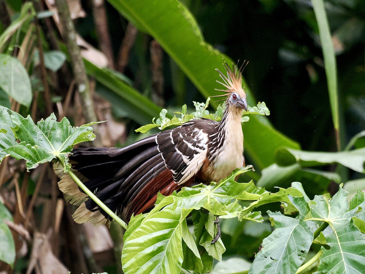 Hoatzin - ML615783880