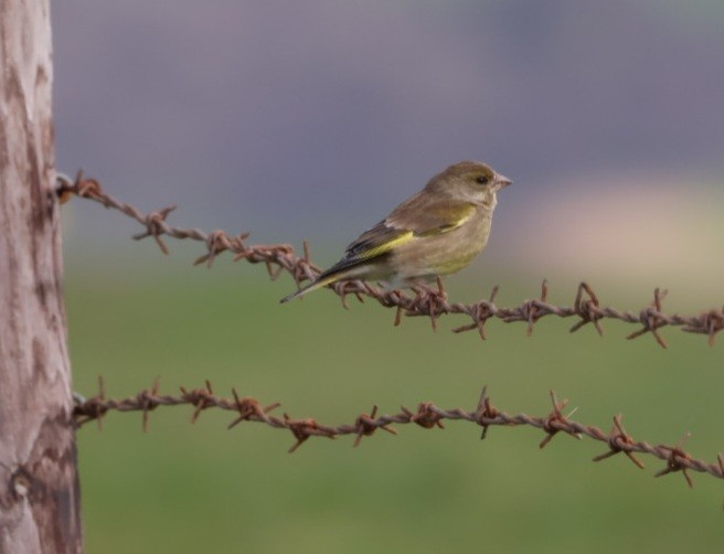 European Greenfinch - ML615783891