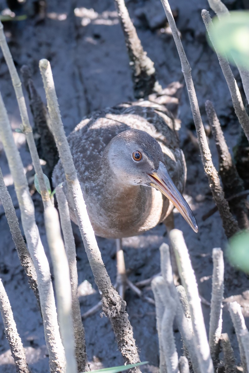 Clapper Rail - ML615783897