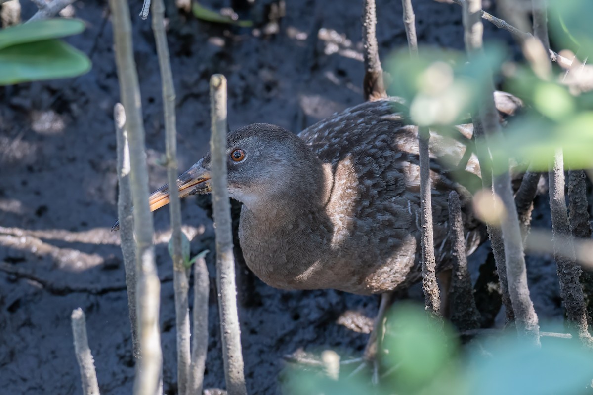 Clapper Rail - ML615783898