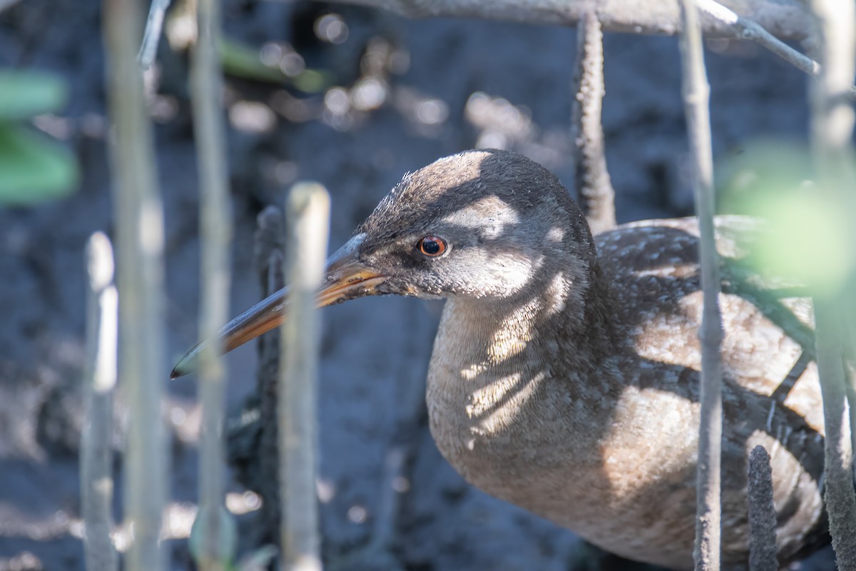 Clapper Rail - ML615783899