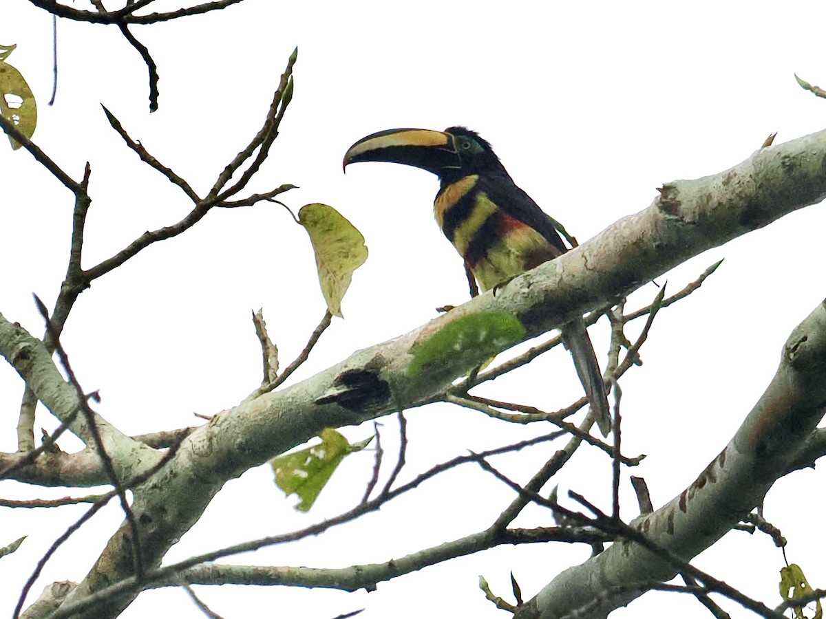 Many-banded Aracari - Gabriel Willow