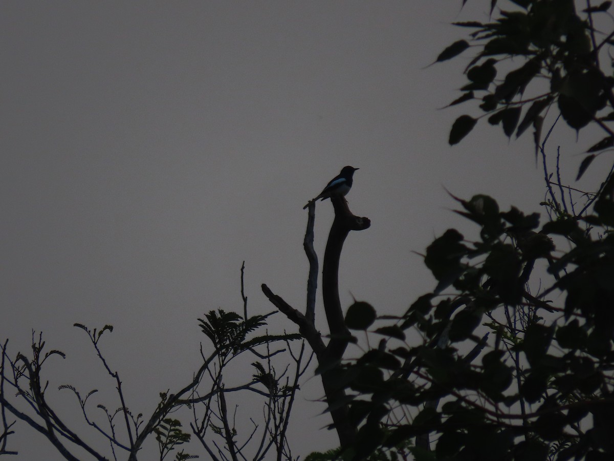 Oriental Magpie-Robin - Sreekumar Chirukandoth