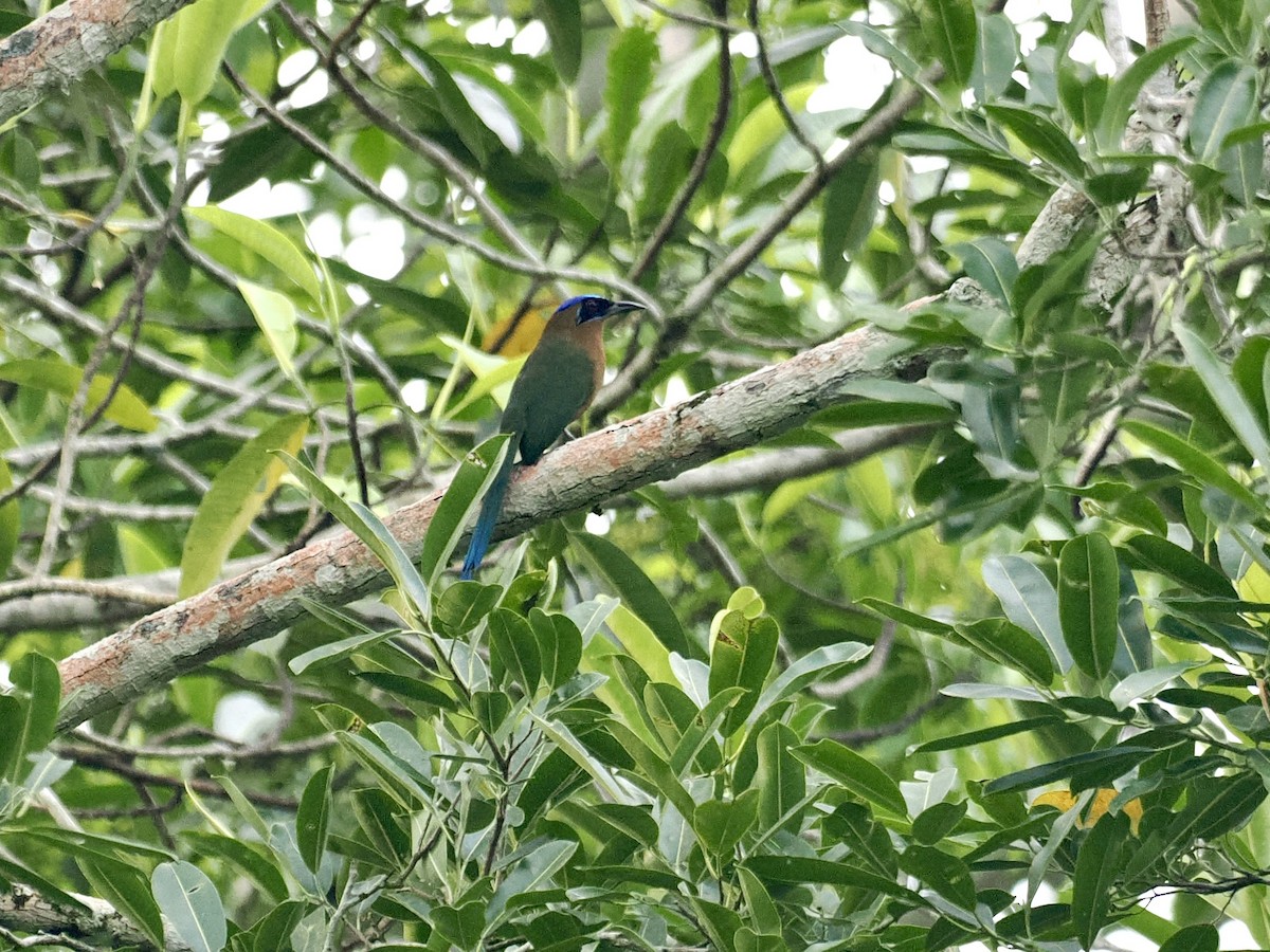 Amazonian Motmot - Gabriel Willow