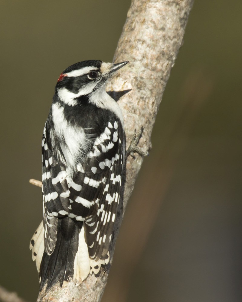 Downy Woodpecker - ML615783950