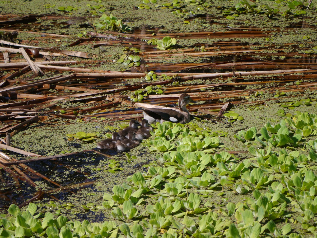 Ringed Teal - ML615783951