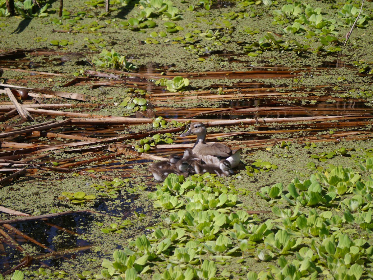 Ringed Teal - ML615783952