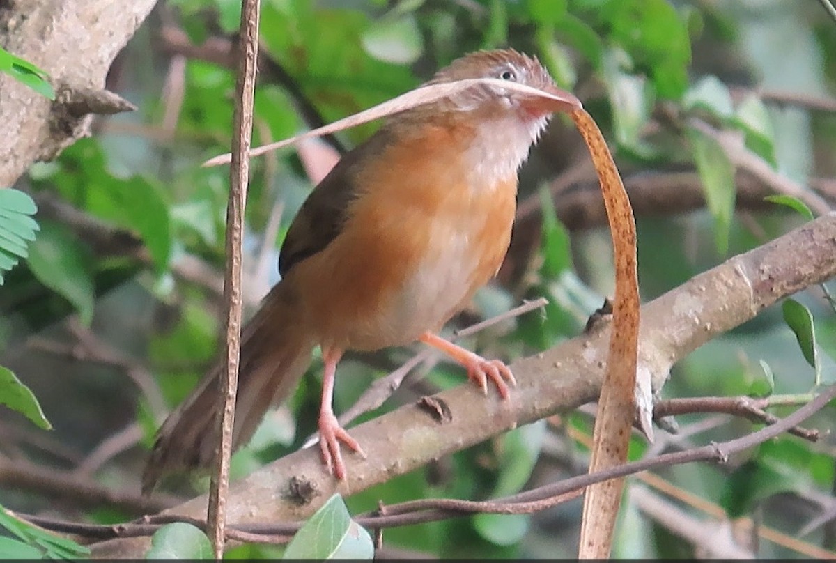 Tawny-bellied Babbler - Sreekumar Chirukandoth