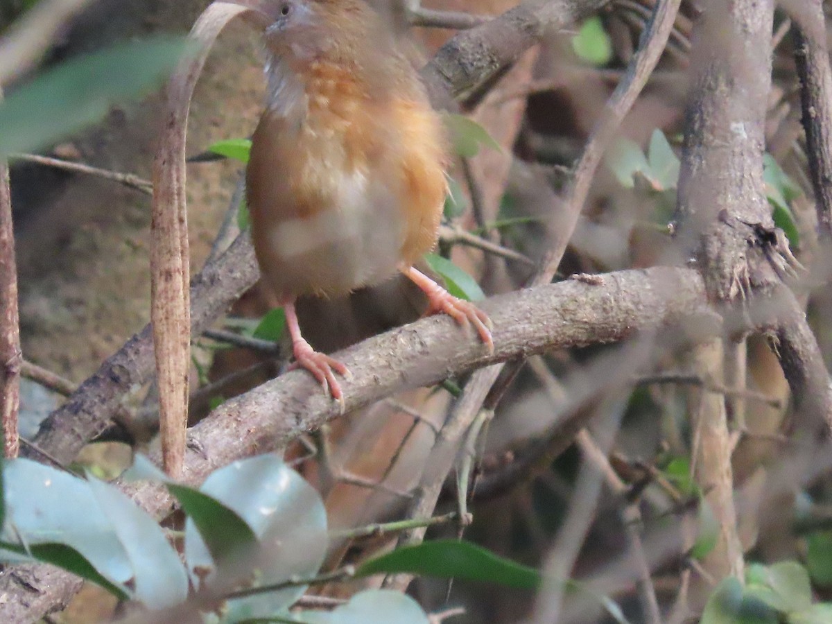 Tawny-bellied Babbler - Sreekumar Chirukandoth