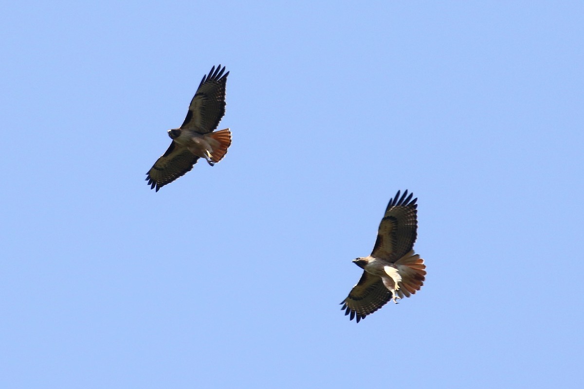 Red-tailed Hawk - ML615784001