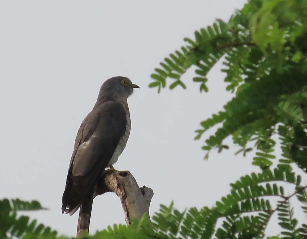 Common Hawk-Cuckoo - Sreekumar Chirukandoth