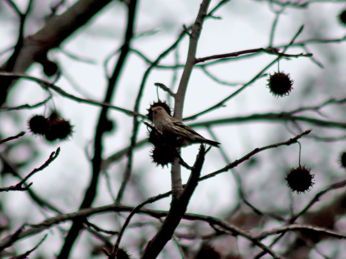 Pine Siskin - Sherry Plessner