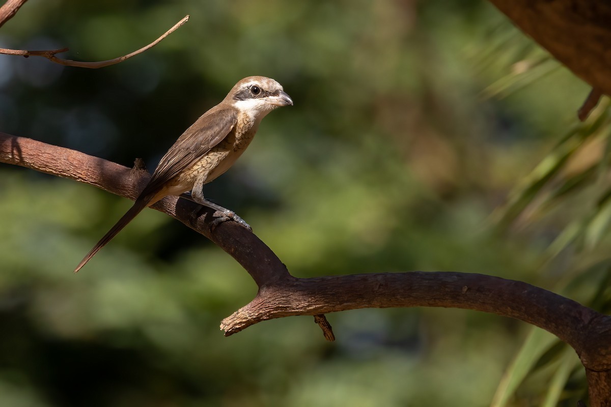 Brown Shrike - ML615784022