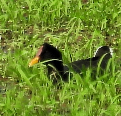 Red-fronted Coot - ML615784026