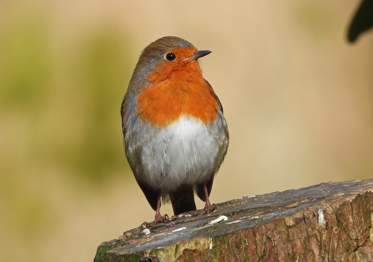 European Robin - ML615784050