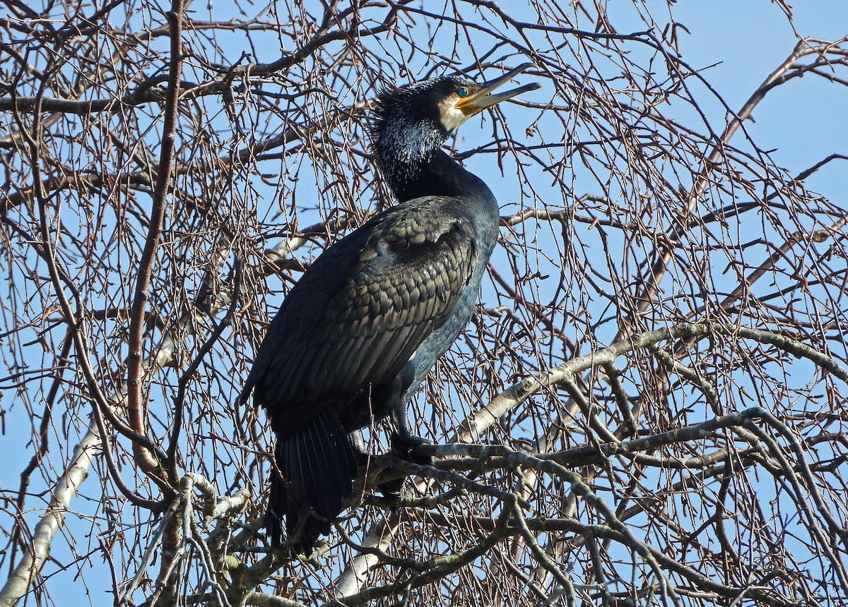 Cormorán Grande (euroasiático) - ML615784061