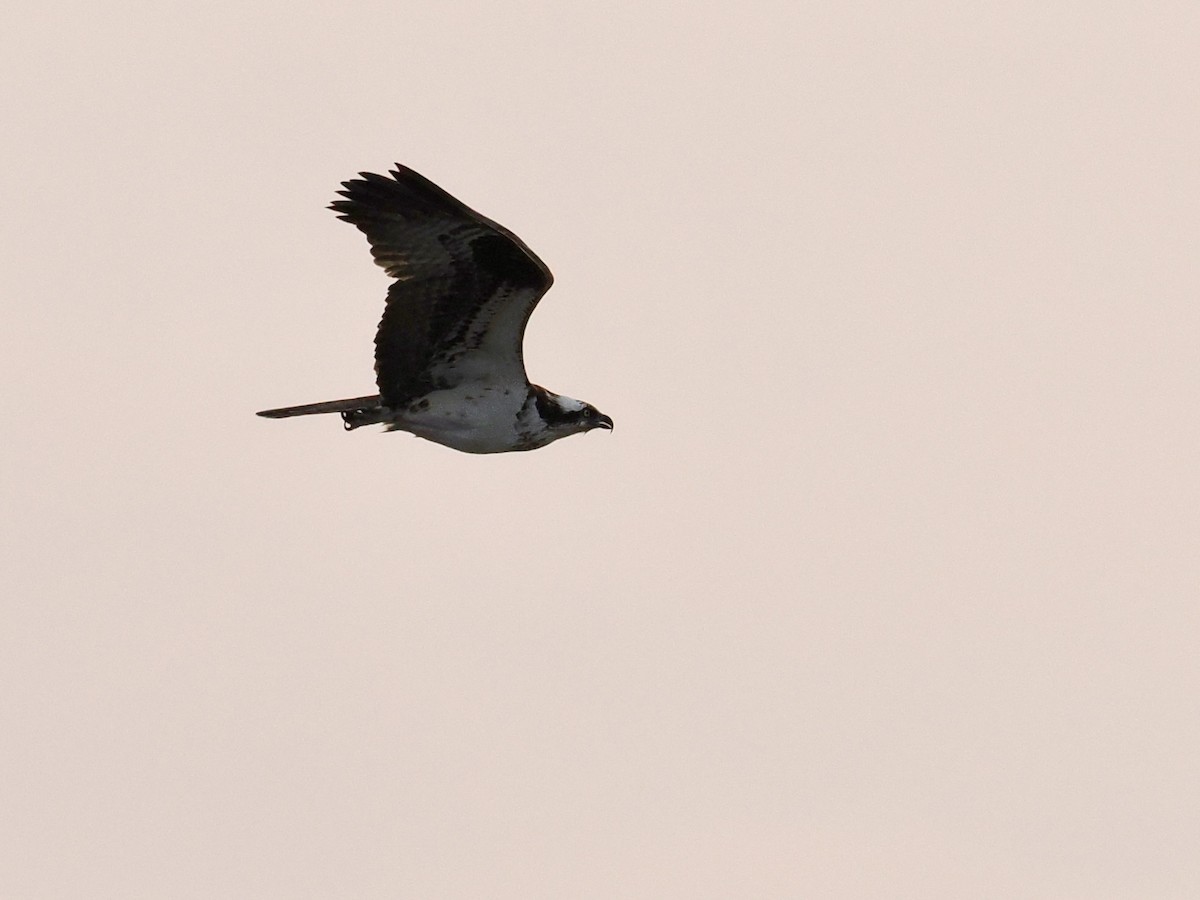 Águila Pescadora - ML615784063