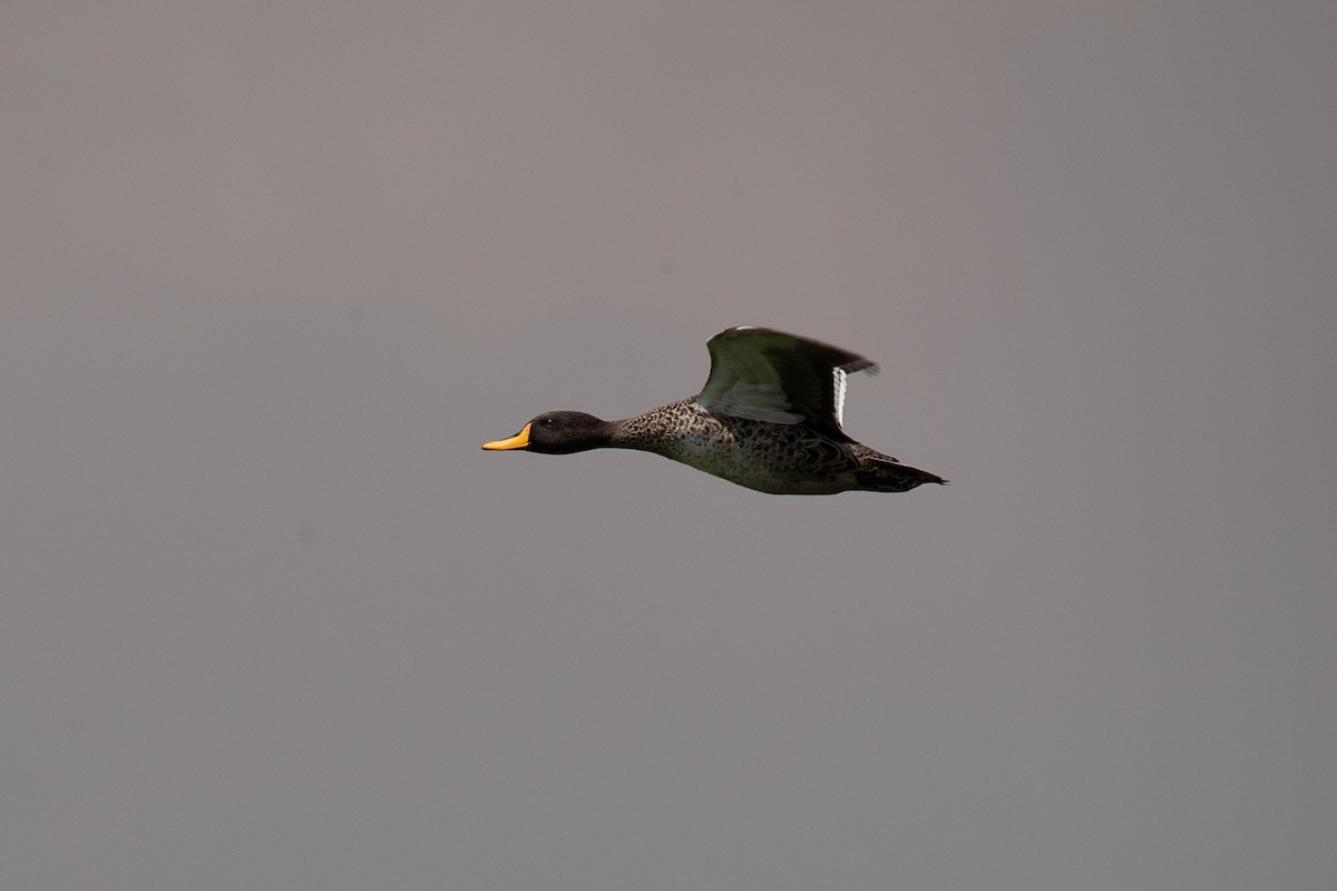 Yellow-billed Duck - ML615784066