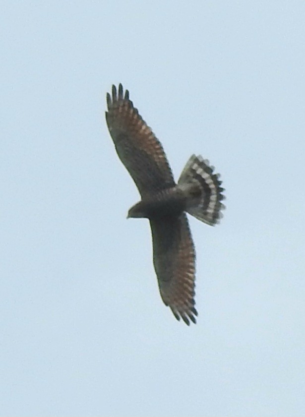 Gray-faced Buzzard - ML615784073