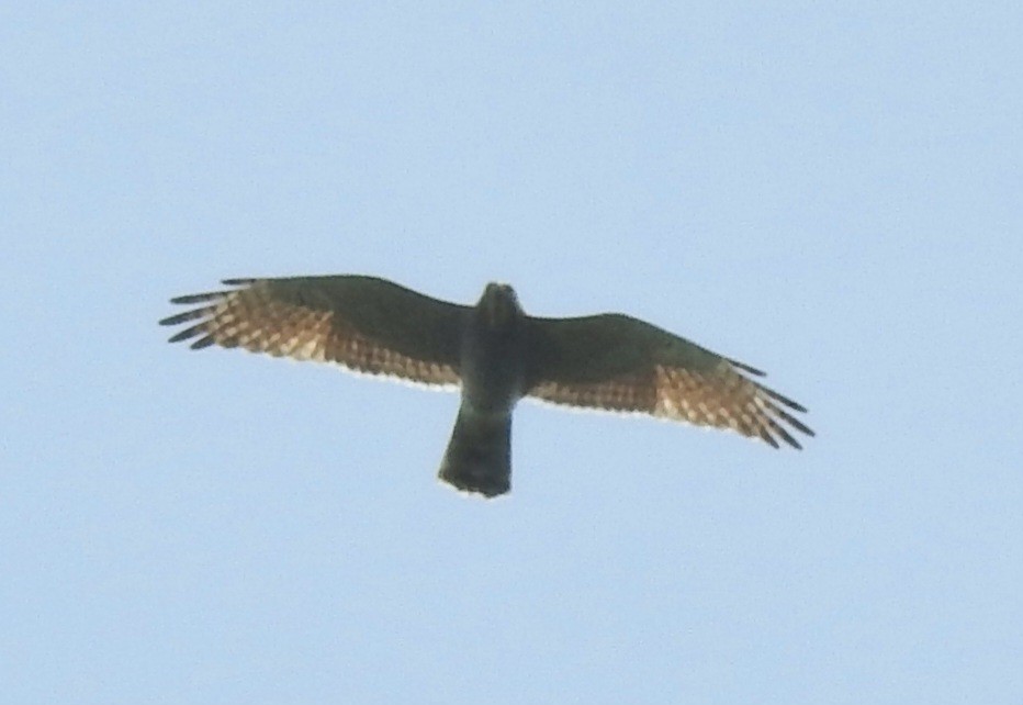 Gray-faced Buzzard - ML615784074