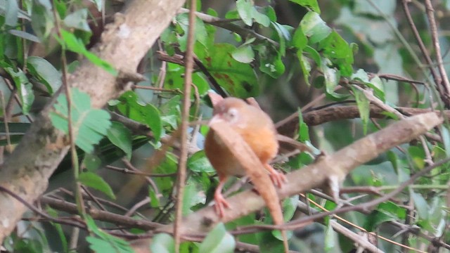 Tawny-bellied Babbler - ML615784118