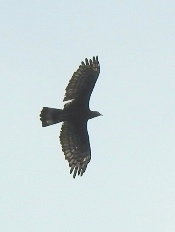 Oriental Honey-buzzard - ML615784168