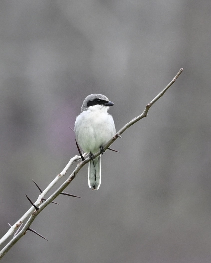 Loggerhead Shrike - ML615784171