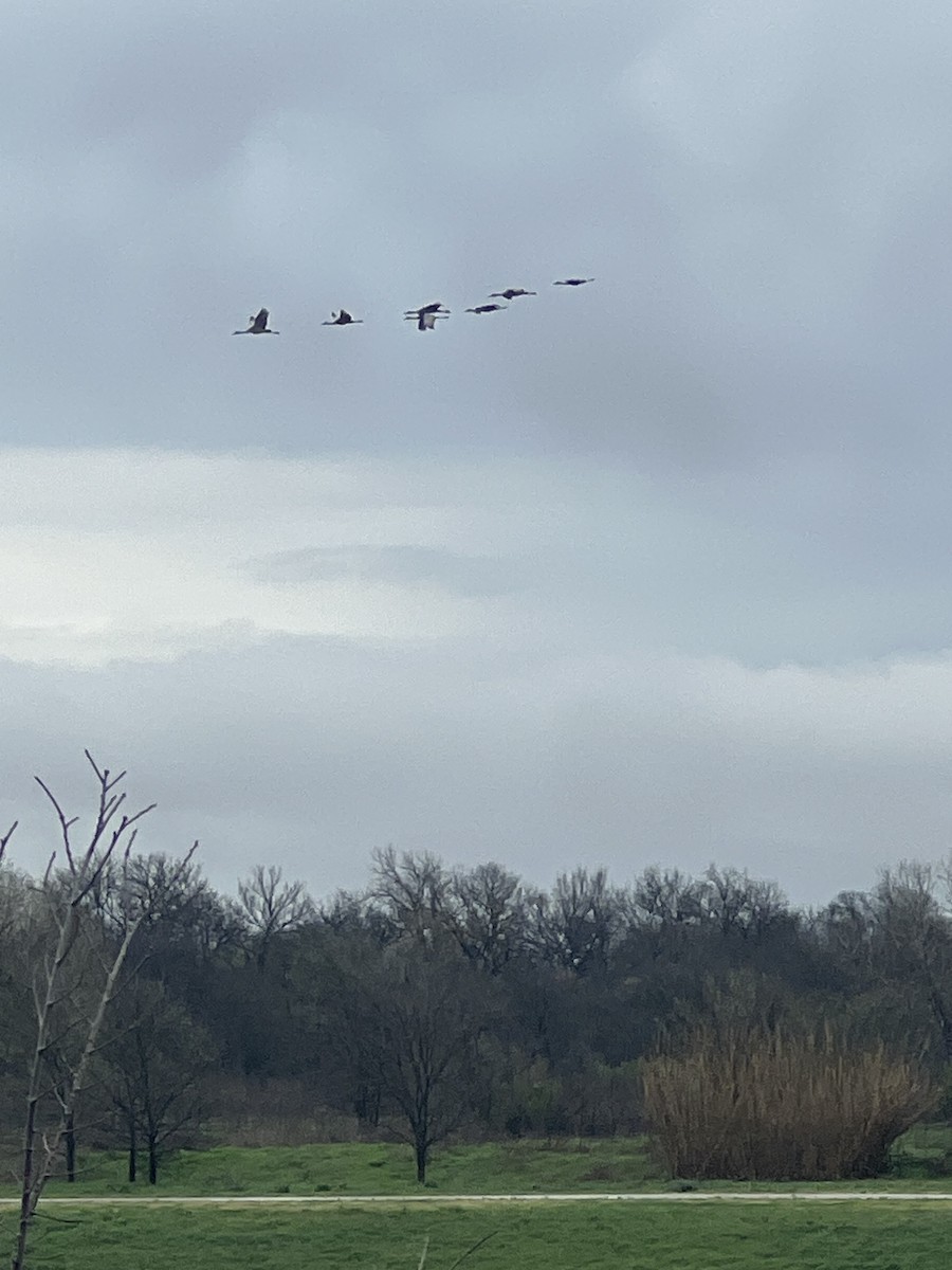 Sandhill Crane - Tony Adler