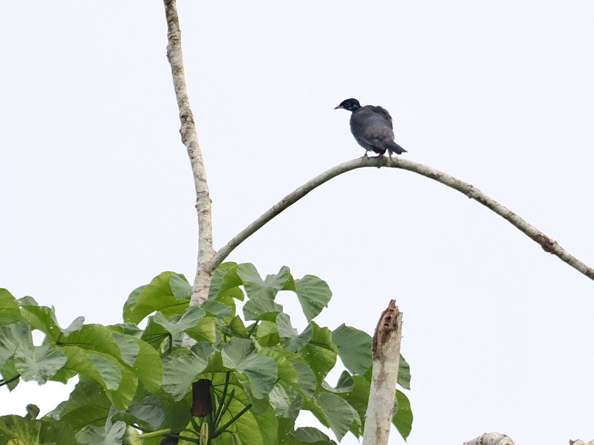 Bare-necked Fruitcrow - Gabriel Willow