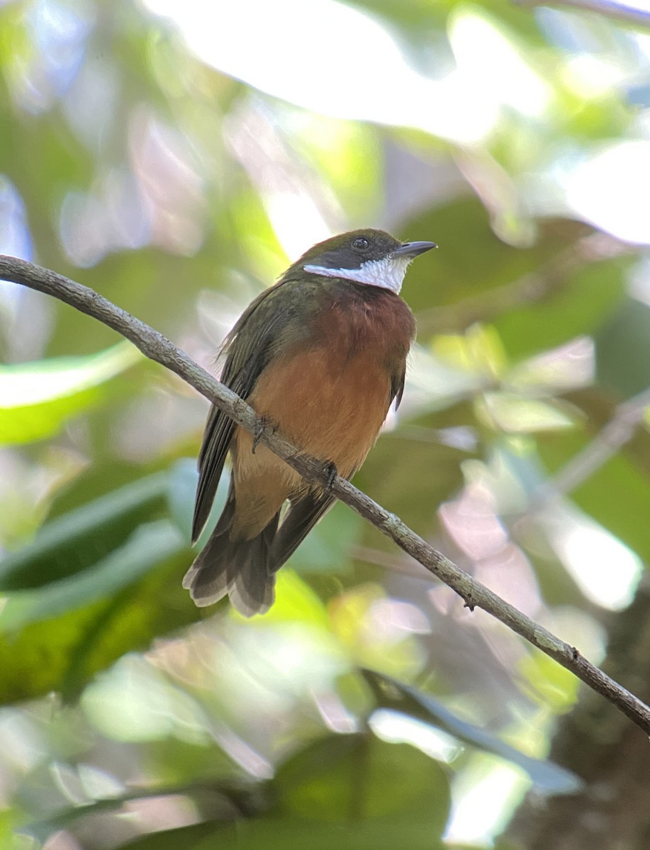 Yellow-crowned Manakin - ML615784271