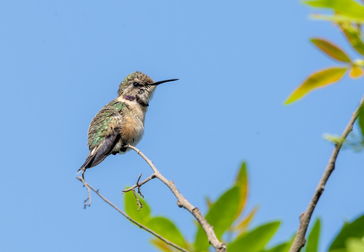 Peruvian Sheartail - ML615784311