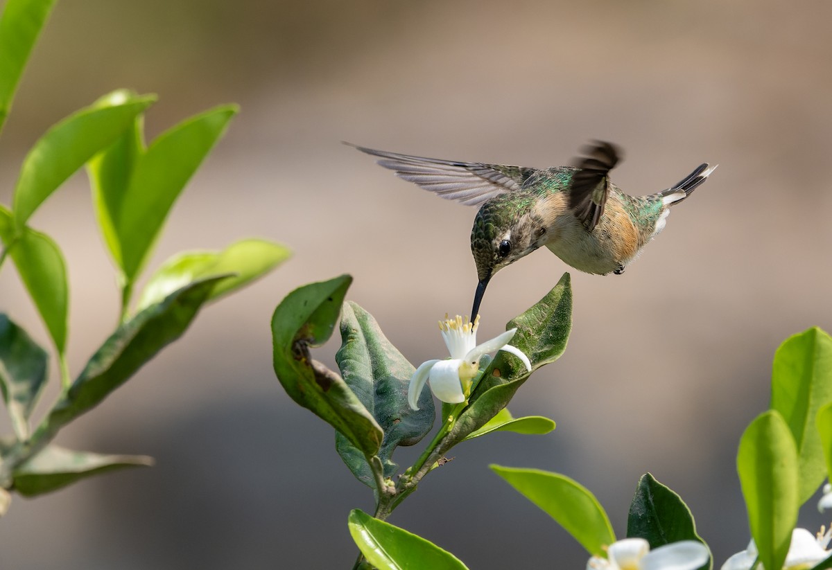 Peruvian Sheartail - ML615784318