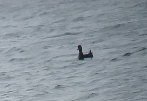 duck sp. - ML615784322