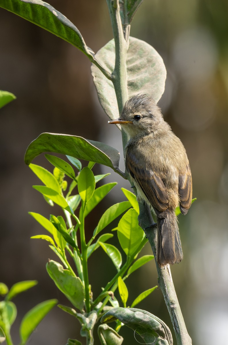 Southern Beardless-Tyrannulet - ML615784328