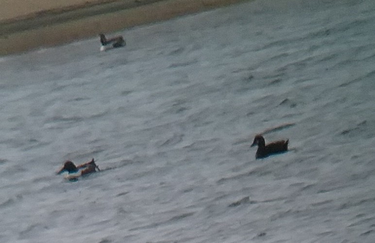 duck sp. - ML615784331