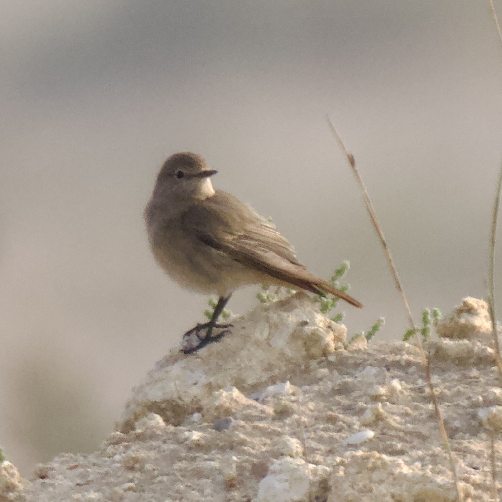 חכלילית סלעים - ML615784361