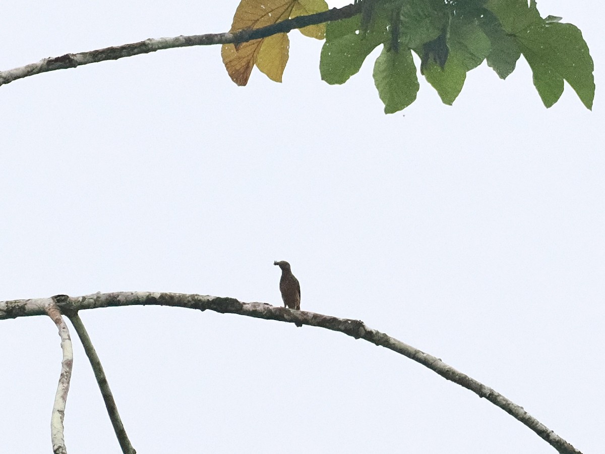 Plum-throated Cotinga - Gabriel Willow