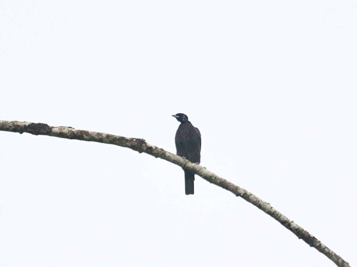 Bare-necked Fruitcrow - Gabriel Willow