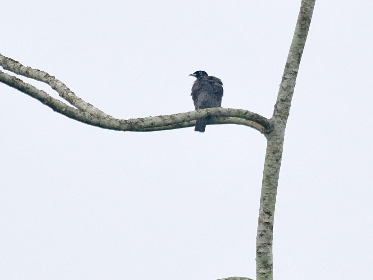 Bare-necked Fruitcrow - Gabriel Willow