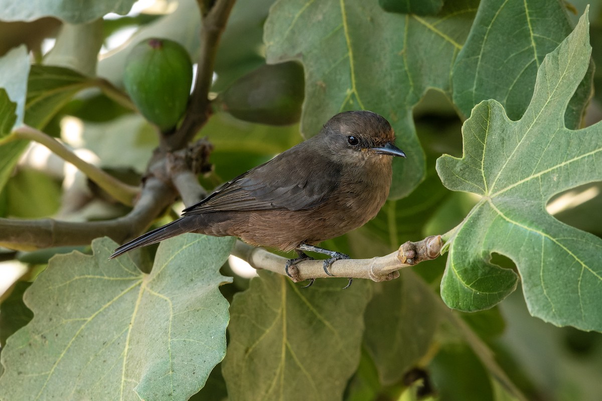 Vermilion Flycatcher - ML615784475